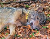 Volkulji Tonki so nadeli telemetrično ovratnico, tako bodo lahko spremljali njeno gibanje in dobili vpogled v vzrejo njenih mladičev   Foto: Hubert Potočnik