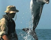 Ameriška mornarica uporablja delfine že od leta 1959 Foto: Wikipedia