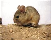  Inštitut za varovanje zdravja  je do petka prejel prijavo o 116 laboratorijsko potrjenih primerih mišje mrzlice Foto: /
