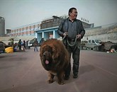 Tibetanski mastifi so  statusni simbol bogatih Kitajcev, temu primerno pa naraščajo tudi njihove cene 