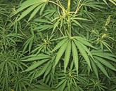 Odkar je ameriška zvezna država Kalifornija leta 1996 legalizirala marihuano, so se po državi, predvsem na severu razpasli nasadi, ki so začeli uničevati ekosistem 
