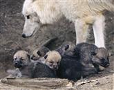 V dunajskem živalskem vrtu Schönbrunn so se v začetku maja prvič skotili mladički polarnega volka 