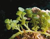 Tropska alga Caulerpa racemosa velja za izjemno nevarno za avtohtone morske organizme 