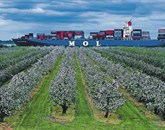 Heiko Roem, Nemčija: Through flowering appletrees/ Skozi cvetoče jablane   