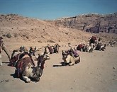 Smrtonosni koronavirus, ki se je prvič pojavil lani na Bližnjem vzhodu, bi lahko na človeka prenesle kamele Foto: Vesna Velišček