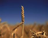 V Sloveniji rekordna žetev pšenice, a je gre polovica v tujino