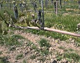 Brici, ki imajo vinograde na nižinskih legah, so danes zaskrbljeno preverjali, koliko škode jim je povzročila jutranja slana Foto: Stojan Ščurek
