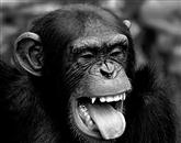 Na božični večer je umrl šimpanz Čita, zvezda filmov o Tarzanu 
