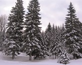 Žled in težak moker sneg povzročata težave na več koncih Slovenije Foto: Lea Kalc Furlanič