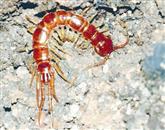 Ena najpogostejših stonog pri nas (Lithobius foricatus) 