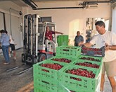  V Polaviju računajo, da bodo letos v Brdih in Vipavski dolini odkupil 50  do 60 ton češenj Foto: Andrej Colja