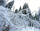 Gorenjsko je ponoči pokrila dodatna snežna odeja, ki je ponovno upočasnila promet. Hkrati je še bolj obremenila v sneg in led okovana drevesa, tako da je  znova padlo več dreves.  Foto: STA