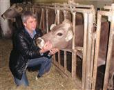 Niko Meden: “Na Norveškem se borijo, da bi podaljšali življenje kravam na več kot pet let. Mi  smo morali nedavno poslati v zakol  petnajstletno kravo, ki nikoli ni bila zdravljena, samo zaradi rahlo povišanega števila somatskih celic.” Foto: Tino Mamić