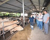 Pri Ličnovih v Gojačah, ki jih je včeraj obiskal strokovnjak za  živinorejo, morajo tako ali drugače nasititi 230 glav živine Foto: Leo Caharija