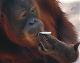 Orangutanka v indonezijskem živalskem vrtu, ki je znana po svoji kadilski razvadi, je v sredo skotila zdravega mladiča 