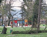 Oslabljeni topoli v parku Šturje niso več kos burji, park potrebuje novo zasaditev Foto: Alenka Tratnik