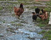 Oblasti v Hongkongu so napovedale zakol okoli 20.000 piščancev, potem ko so na tržnici odkrili živali, okužene z novim sevom virusa ptičje gripe H7N9 Foto: Maksimiljana Ipavec