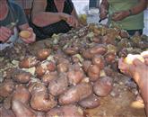 Lupljenje kuhanega krompirja Foto: Lori Ferko