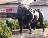 Za Mipovega bika so prejeli deset nezavezujočih ponudb Foto: Leo Caharija