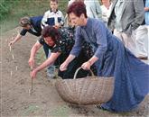 V Orehovljah ima pridelava špargljev zelo dolgo tradicijo  