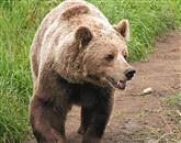 Medved se je v okolici Bratislave pojavil po približno 400 letih. Fotografija je simbolična Foto: Sxc.Hu
