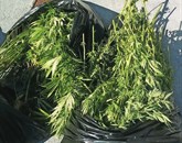 Policisti so v ponedeljek na Bovškem na podlagi odredbe Okrožnega sodišča v Novi Gorici  opravili hišno preiskavo pri 46-letnem moškem. Zasegli so mu 58 delno posušenih zelenih rastlin in 42 sadik zelene rastline Foto: Pu Koper