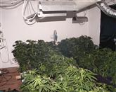 Laboratorij za gojenje marihuane so kriminalisti odkrili v Dobravi nad Izolo Foto: Pu Koper