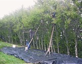 Za obiranje visokih dreves imajo posebno lestev, ki jo ponekod imenujejo škalir. Narejena je iz enega samega lesenega dela in prečnih klinov Foto: Tomo Šajn