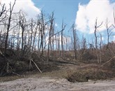 Na Zavodu za gozdove Slovenije opažajo, da se veliko lastnikov gozdov srečuje s težavami pri izvedbi nujnih gozdnih del pri sanaciji posledic žledoloma v gozdovih Foto: Lea Kalc Furlanič