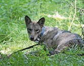 Volkulja Jasna bo odslej s svojo telemetrično ovratnico pomagala razkrivati življenje volkov Foto: Franc Kljun