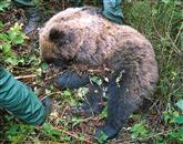 Nedeljsko srečanje človeka in medveda pri Hrušici se je končalo tragično za žival. A ni veliko manjkalo niti do obratnega razpleta ... Foto: Andrej Sila