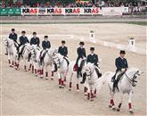 Veliko šolsko kvadriljo lipiške šole jahanja sestavljajo paradni konji Lipice Foto: Bogdan Macarol