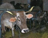 Molzač krav je še vedno iskan poklic Foto: Marica Uršič Zupan