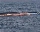 Hrvaški znanstveno-okoljevarstveni inštitut Plavi svijet je na svoji spletni strani objavil fotografije približno 15 metrov velikega brazdastega kita (balaenoptera physalus), ki so ga opazili pri otoku Vis 