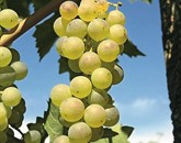 V vinogradih kleti Vinakoper so pred dnevi začeli s trgatvijo, konec tedna pa bodo ponudili prvi mošt letnika 2013 