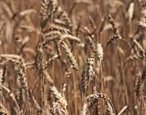 K poznejši in slabši kakovosti letošnjega pridelka pšenice je precej prispevalo vreme, ki je bilo preveč mokro za sejanje in prehladno za dozorevanje žit Foto: Leo Caharija