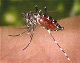 Po najnovejših informacijah virusa ne prenašajo tigrasti komarji, temveč navadni komarji 
