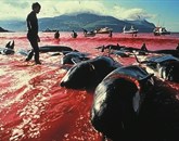 Japonska bo letos nadaljevala s kitolovom v Tihem oceanu, je danes zatrdil japonski minister za ribištvo Jošimasa Hajaši 