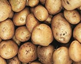 Letina krompirja je bila porazna, saj so pridelovalci letos pridelali najmanj v zadnjih 20 letih Foto: Bogdan Macarol