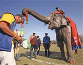 Na jugozahodu Nepala so danes organizirali vsakoletno lepotno tekmovanje slonov Foto: Navesh Chitrakar
