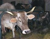 Štirje kmetovalci, ki so krave krmili s spornim krmilom iz Ajdovščine,  mleka ne smejo prodajati Foto: Marica Uršič Zupan