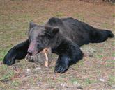 170-kilogramski medved je končal v rokah lovcev LD Žabnik 