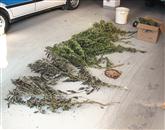Škofjeloški policisti so  pri 42-letniku iz okolice Cerknega opravili hišno preiskavo in odkrili več sadik marihuane 