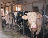 Vrednosti aflatoksina v mleku presežene v dveh primerih