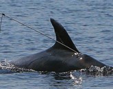 Hrvaški morski biologi so v petek pri otoku Olib zasledili delfina, ki je plaval s harpuno, zapičeno v hrbet Foto: Vir: Novi List