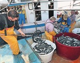 Leto 2012 je prineslo neslavni rekord slovenskega ribištva: ribiči še nikoli niso ulovili tako malo Foto: Zdravko Primožič/Fpa