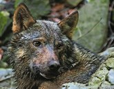Izkazalo se je, da se DNK volkulje, ki je junija poginila ob trku z avtomobilom in je imela v maternici sedem zarodkov, 100-odstotno ujema z DNK telemetrično spremljane volkulje Tonke Foto: Miha Krofel, Slowolf