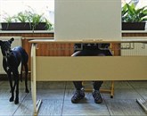 Invalidom nedostopna volišča predstavljajo diskriminacijo invalidov, je nedavno odločilo ustavno sodišče Foto: Stanko Gruden