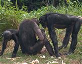 DNK opic bonobo in šimpanzov se razlikuje za pol odstotka 