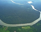 Od leta 2008 se je zaradi povečanja nezakonitega izkopa zlata, ki je posledica naraščajočih cen te dragocene kovine, hitrost krčenja perujskega dela amazonskega pragozda kar trikratno povečala Foto: Wikipedia